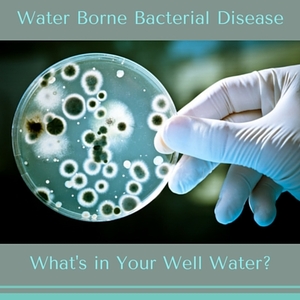 bacteria in water