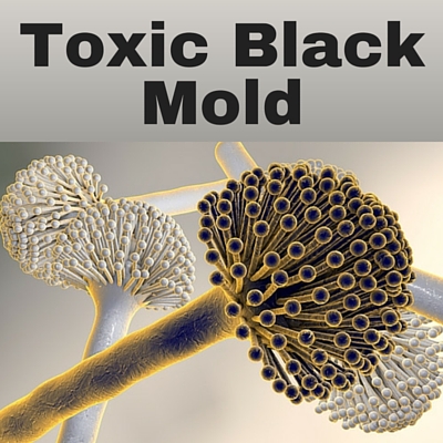 Toxic Black Mold